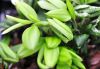 Show product details for Luzuriaga radicans